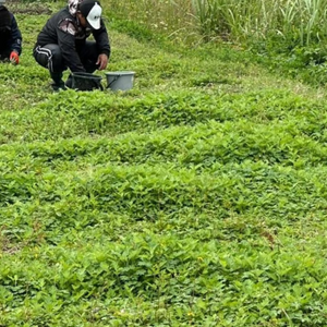 【お試し・送料込み】沖縄県産よもぎ茶「FŪCHIBĀ TEA」3包入｜（残留農薬検査済）