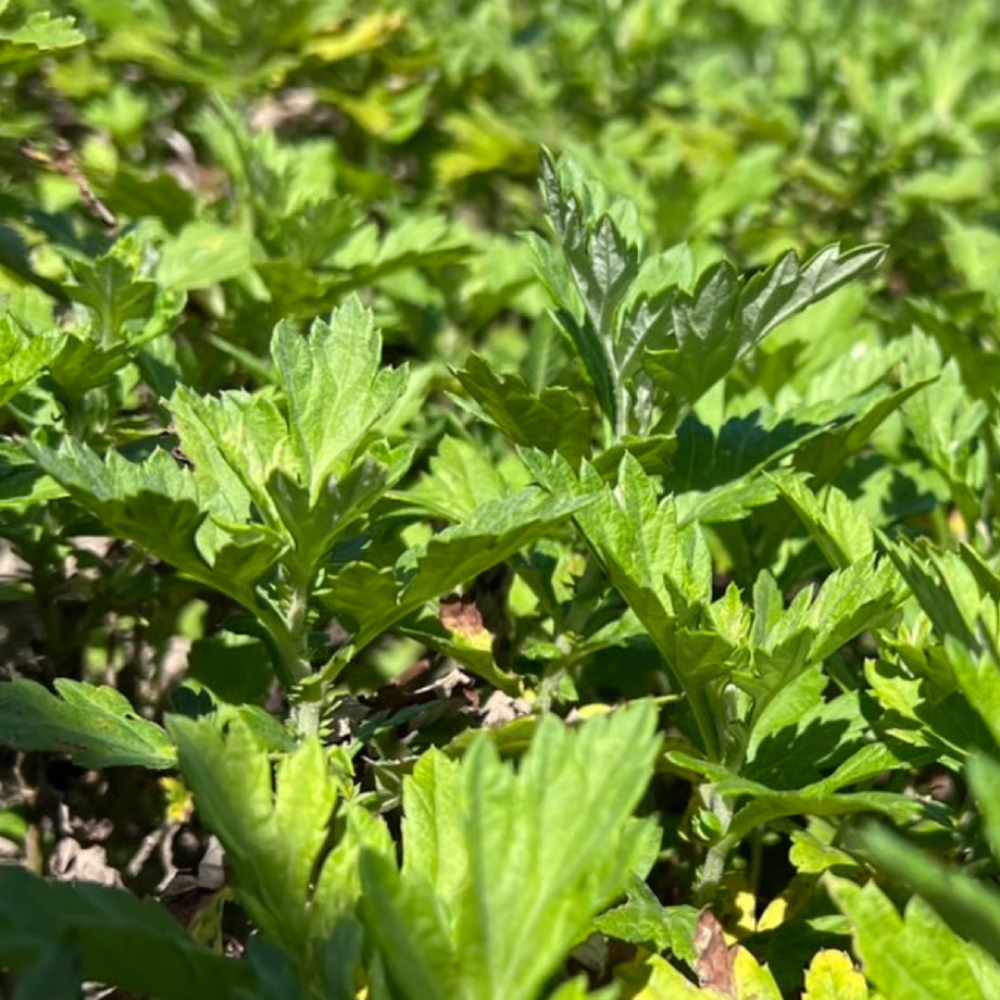 【送料込】沖縄県産よもぎ茶「FŪCHIBĀ TEA」30包入｜30日間の整え習慣（残留農薬検査済）