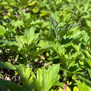 【お試し・送料込み】沖縄県産よもぎ茶「FŪCHIBĀ TEA」3包入｜（残留農薬検査済）