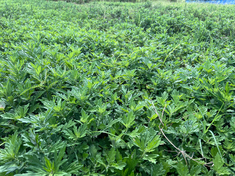 株式会社布都天堂