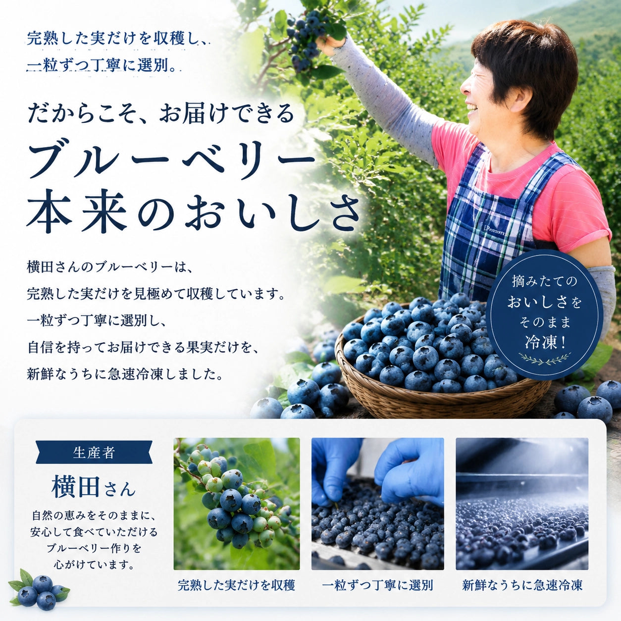 【摘みたて急速冷凍】茨城県稲敷市産 冷凍ブルーベリー大粒サイズ（600g×2パック・合計1.2kg）