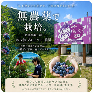 完熟生食ブルーベリー | 選別済・期間限定のお届け（200g×6パック）