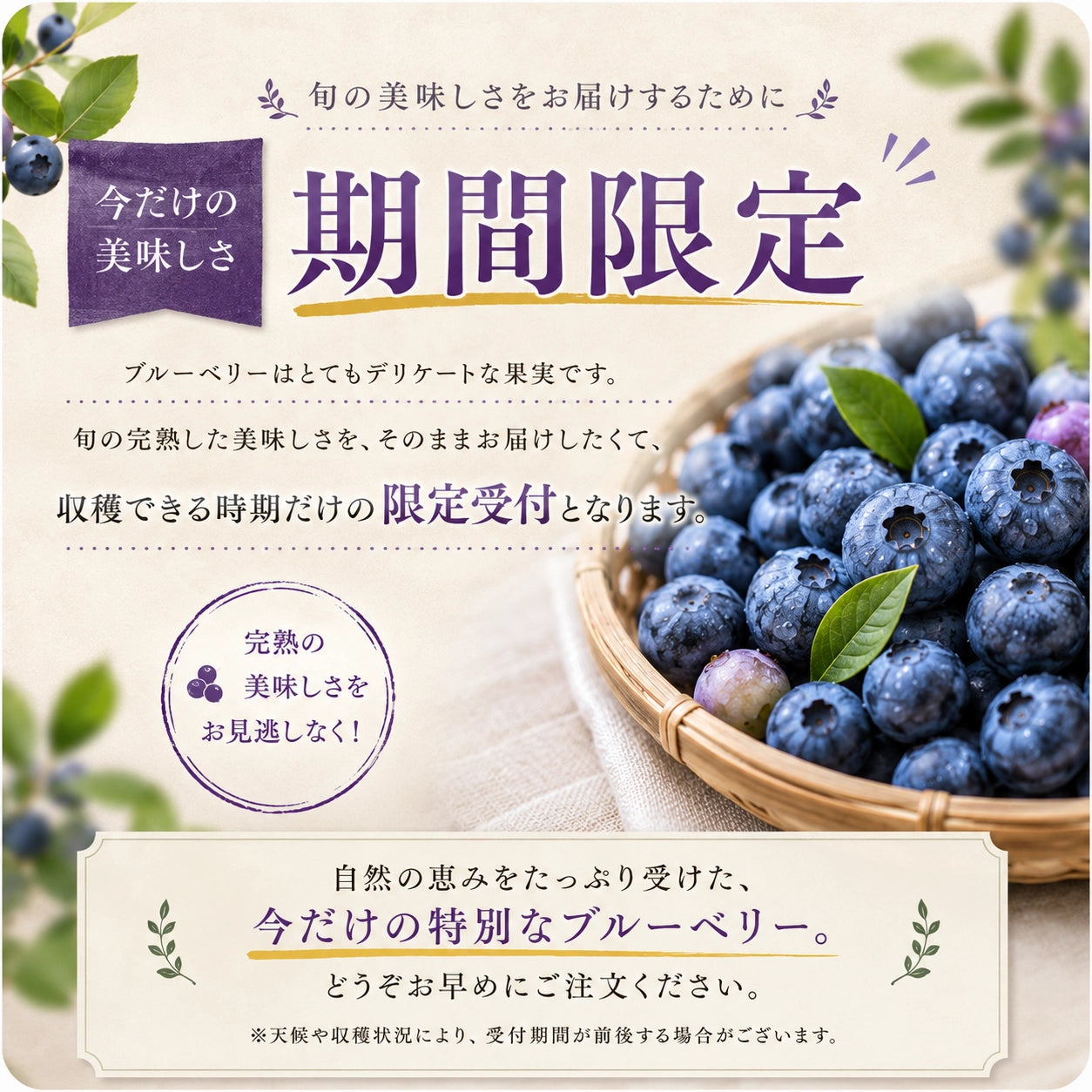 完熟生食ブルーベリー | 選別済・期間限定のお届け（200g×6パック）