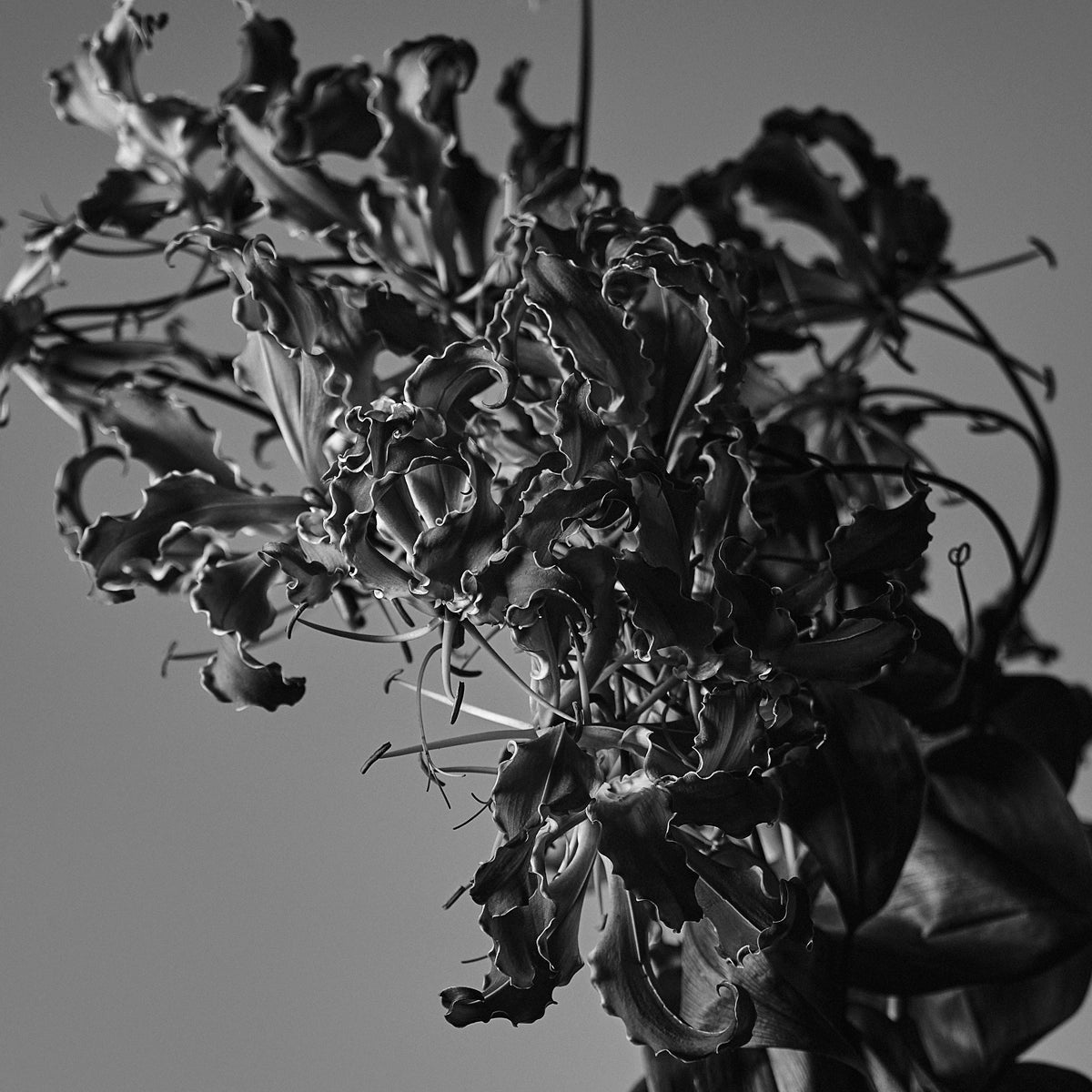 IKEBANA PHOTO「kouei  series【百合車】」