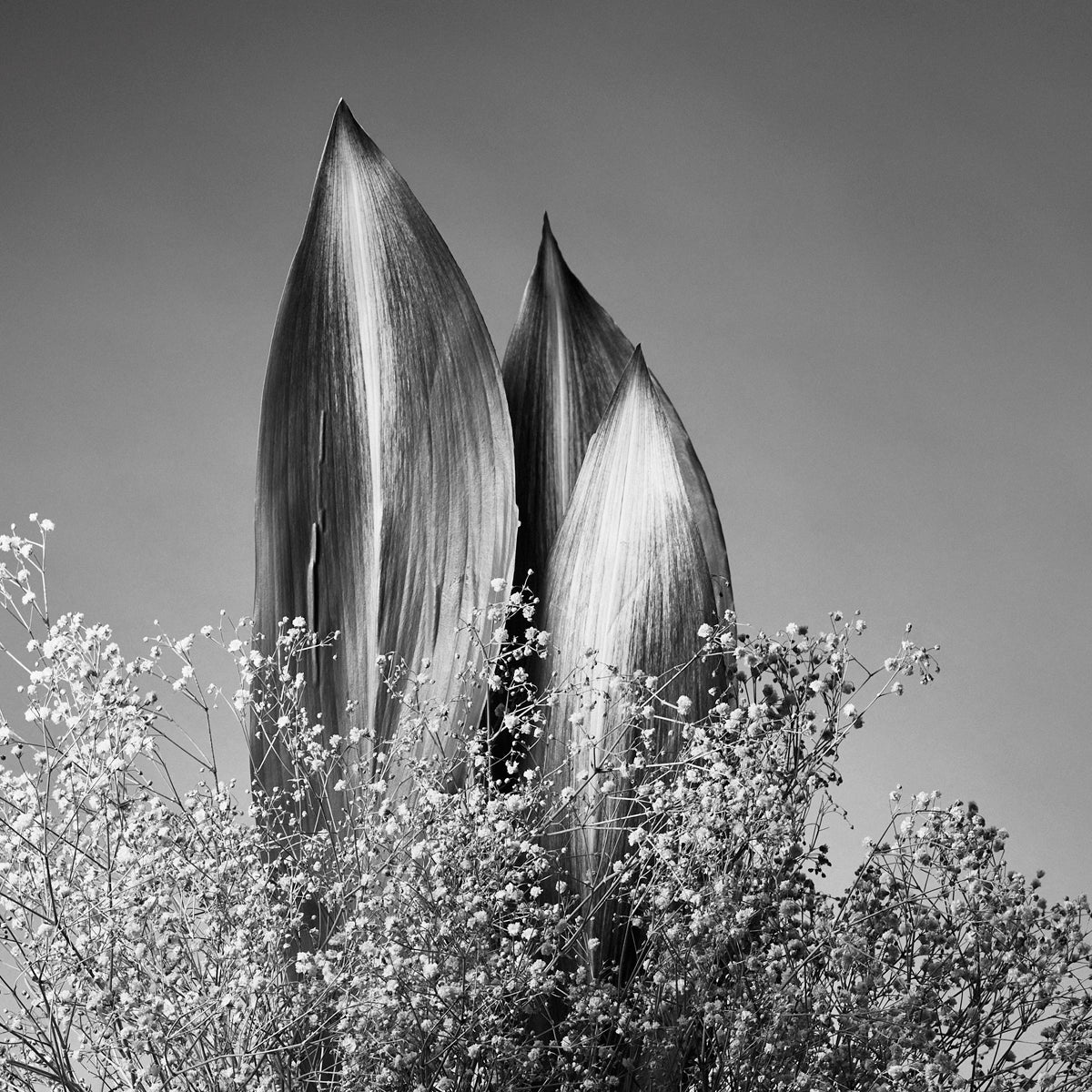IKEBANA PHOTO「kouei  series【葉蘭】」