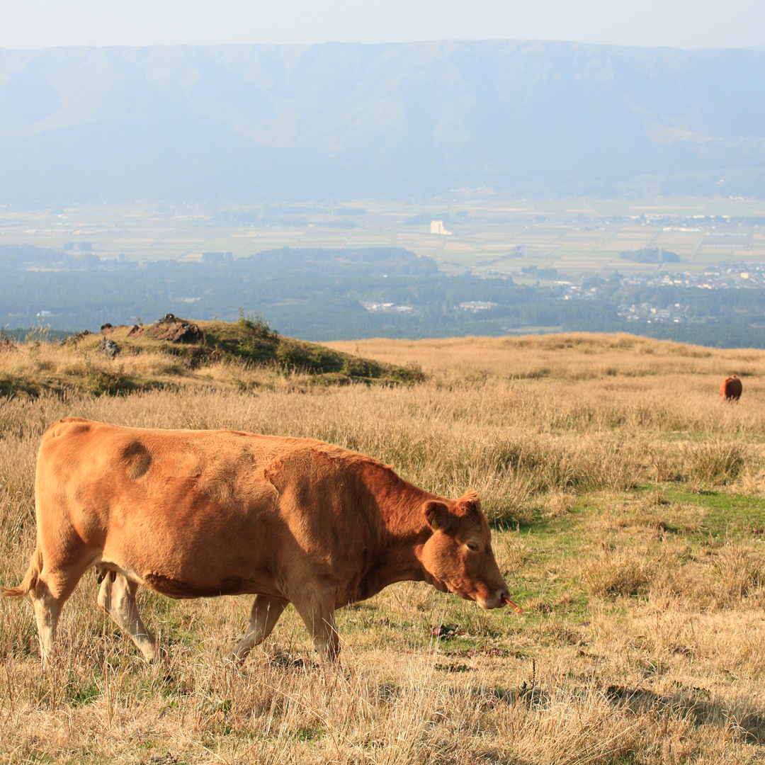 【熊本】 肥後あか牛100％ハンバーグ（生・冷凍）｜噛むほどに広がる赤身の旨み