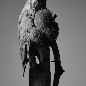 IKEBANA PHOTO「kouei  series【花葱】」
