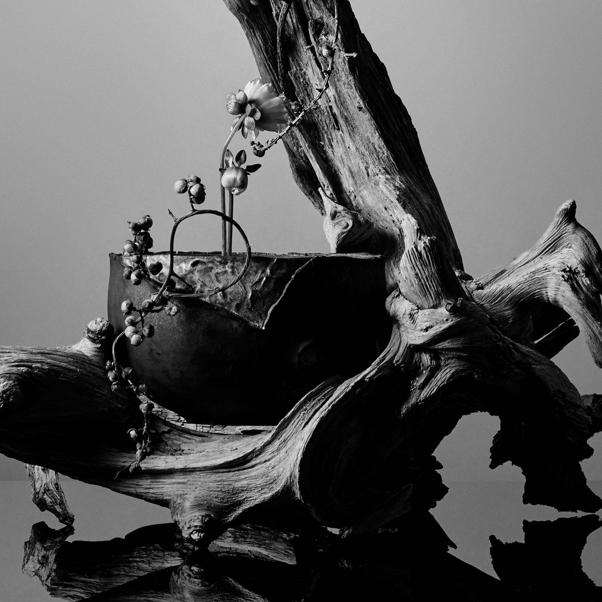 IKEBANA PHOTO「kouei  series【舎利朴】」