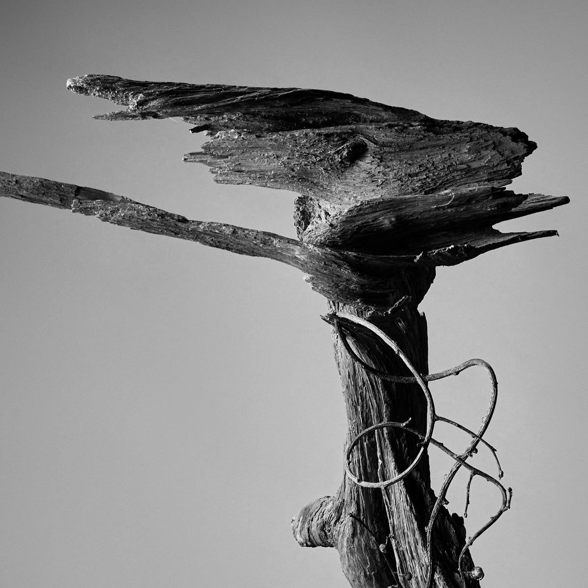 IKEBANA PHOTO「kouei  series【舎利朴】」