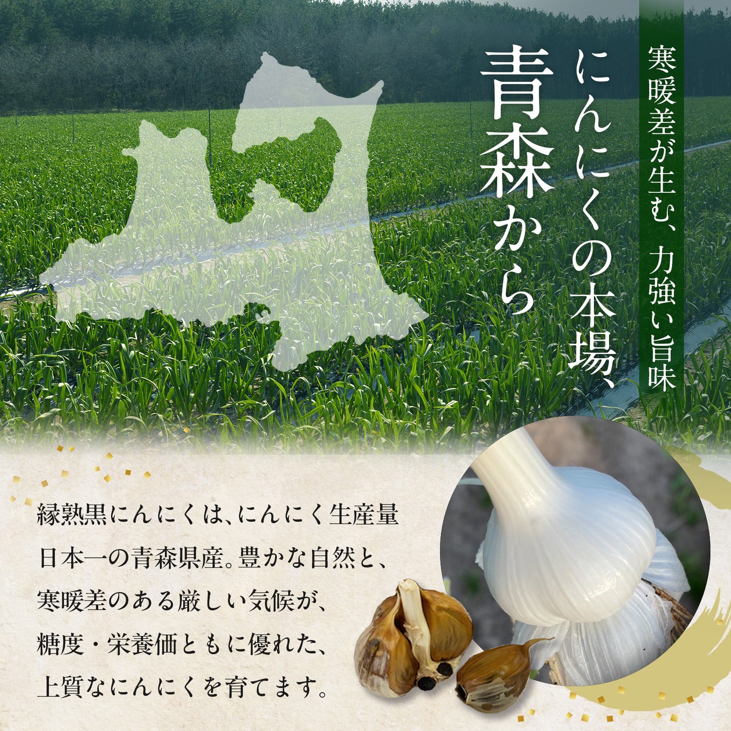 黒にんにく 〜縁熟 〜 青森県産ホワイト六片 500g｜無添加・自然熟成 健康食品 ギフトにも